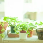 兄弟が亡くなった場合の姪や甥の相続権